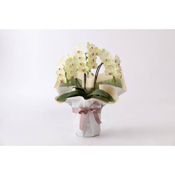 胡蝶蘭(ザルツマン) 900021